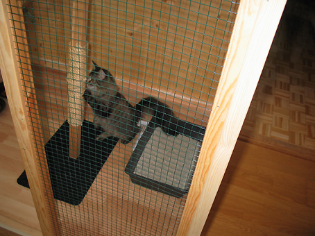 Kissahotellin asukas 2