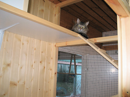 Kissahotellin asukas 8